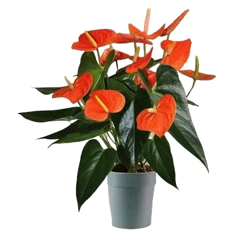 Buy Plants Online Delivery In India